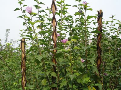 Tyč Garden Willow 130 cm, prútená, oporná k rastlinám